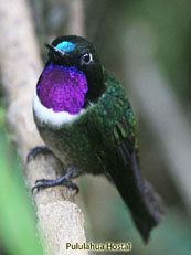 Amethyst-throated Sunangel_Heliangelus amethysticollis