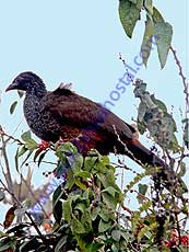 Andean-Guan