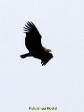 Andean Condor