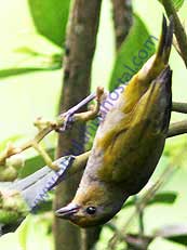 Ashy-throated Bush Tanager