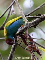 Bay-headed Tanager