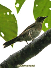 Black-billed Thrush_Turdus Ignobilis