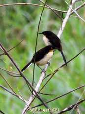 Black-capped Donacobius - Donacobius atricapillus