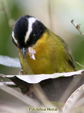 Black-capped Hemispingus_Hemispingus atropileus