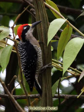 Black-cheeked Woodpecker