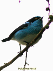 Black-faced Dacnis_Dacnis lineata