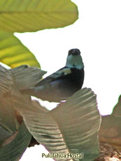 Blue-necked Tanager