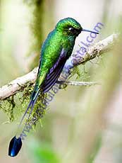 Booted Racket-tail