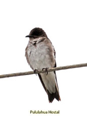 Brown-chested Martin