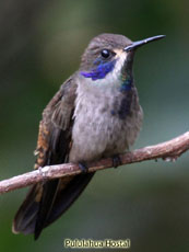 Brown Violetear