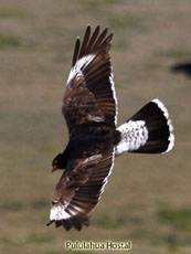 Caranculated Caracara