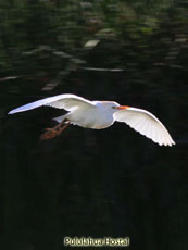 Cattle Egret