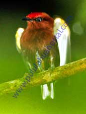 Club-winged-Manakin