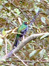 Masked Trogon