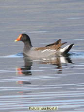 Common Gallinule