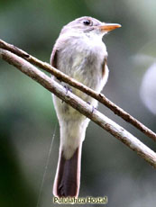 Eastern Wood Pewee