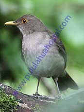 Ecuadorian-Thrush