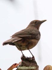 Ecuadorian Thrush_Turdus maculirostris