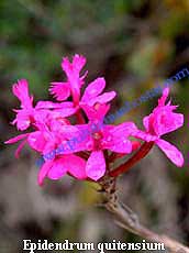 Epidendrum Quitensium