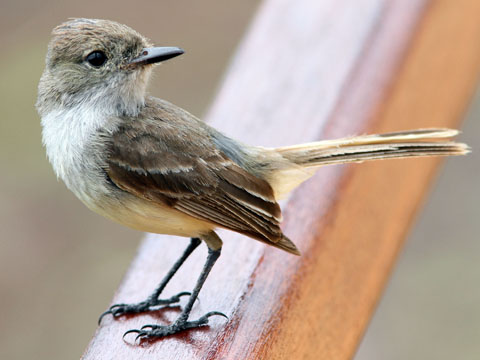 Galapagos Flycatcher