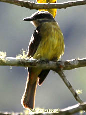 Golden-crowned Flycatcher