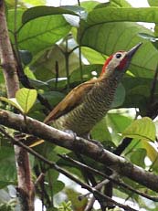 Golden-olive Woodpecker