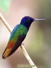 Golden-tailed Sapphire