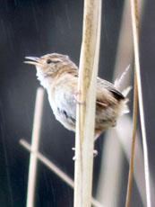 Grass Wren