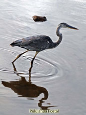 Great Blue Heron