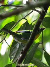 Green-and-gold Tanager