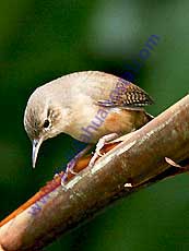 House-Wren