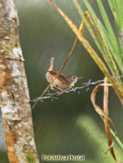 House Wren