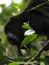 Howler Monkey