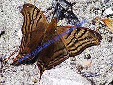 False daggerwing