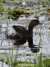 Least Grebe