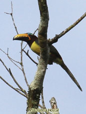 Lettered Aracari