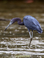 Little Blue Heron