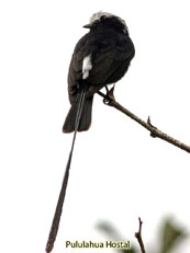 Long-tailed Tyrant - Colonia colonus