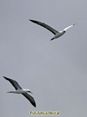 Nazca Booby