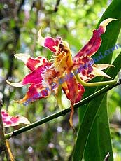 Odontoglossum sp