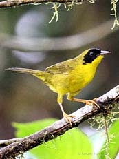 Olive-crowned Yellowthroat