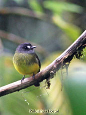 Ornate Flycatcher