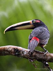 Pale-mandibled Aracari