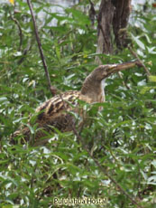 Pinnated Bittern