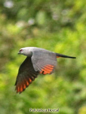 Plumbeous Kite