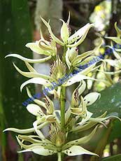 Prosthechea fragrans