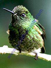 Puffleg