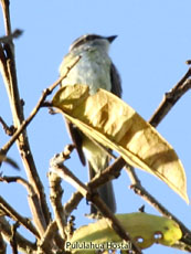 Pyratic Flycatcher