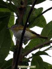 Red-eyed Vireo