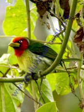 Red-headed-Barbet